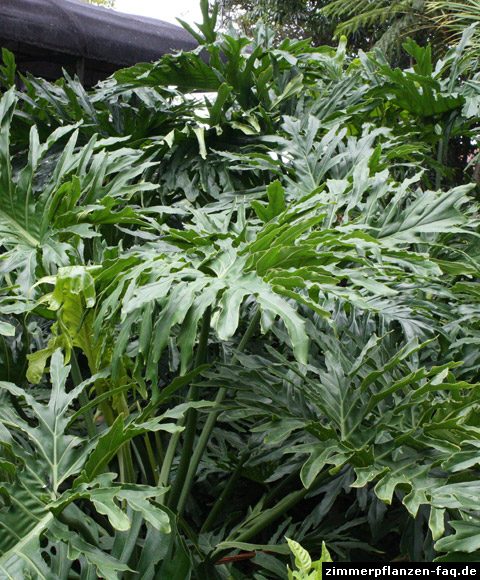 Philodendron bipinnatifidum