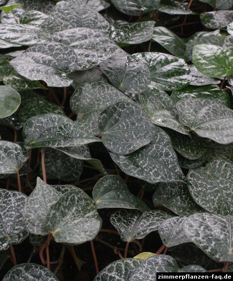 Piper ornatum
