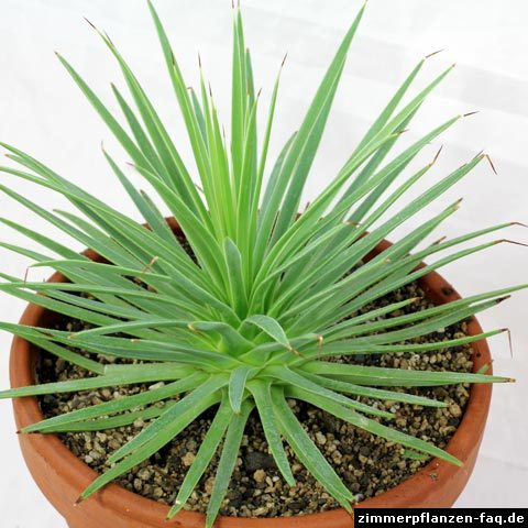 Agave Nana