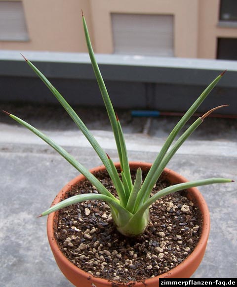 Agave stricta Nana