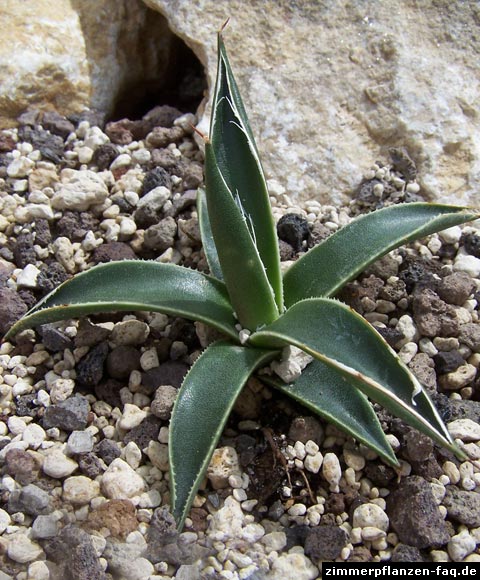 Agave toumeyana