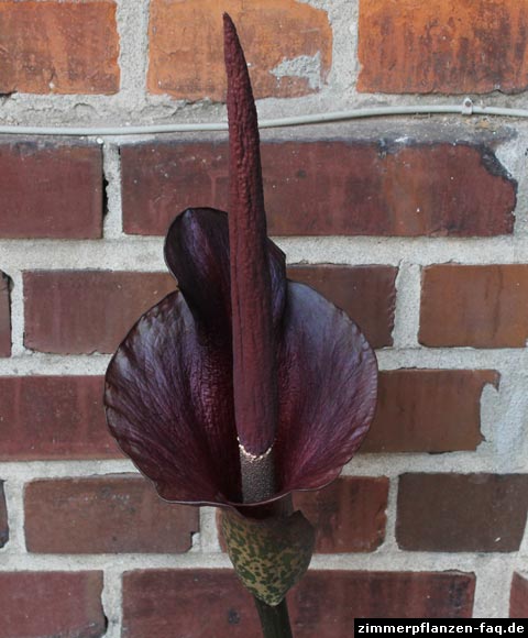 Amorphophallus Blüte