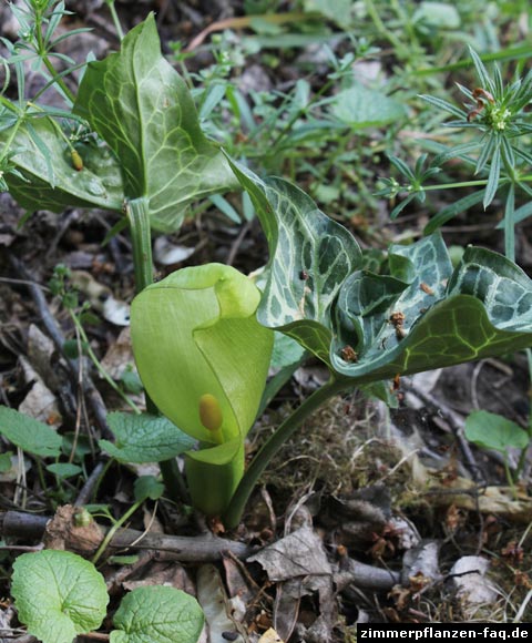 Arum italicum