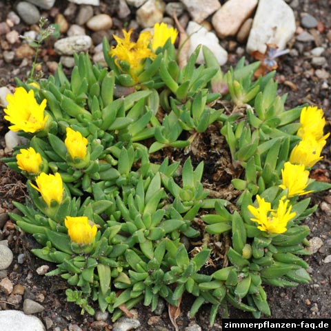 Bergeranthus sp.