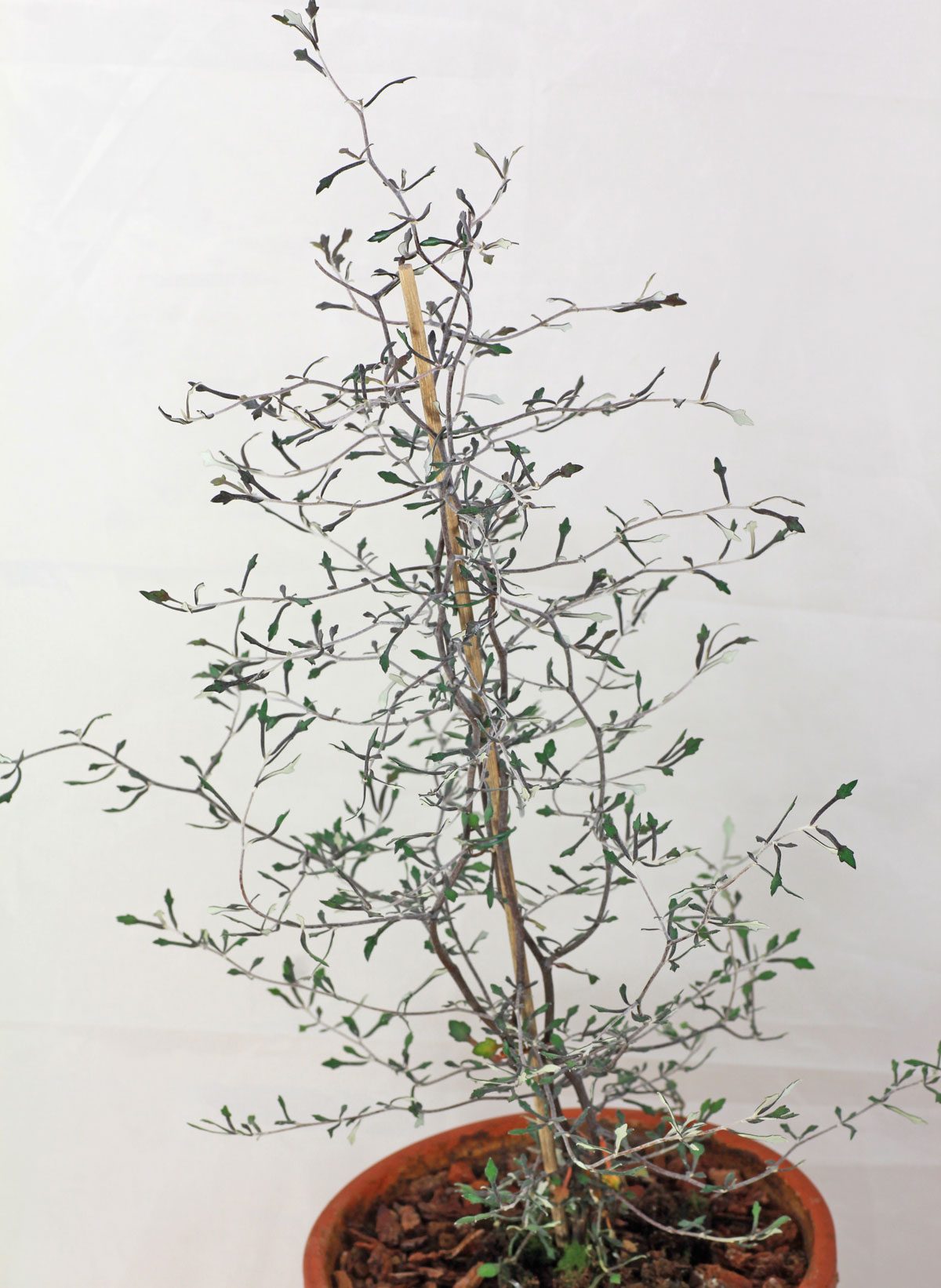außergewöhnliche Pflanze aus Neuseeland Zickzackstrauch Corokia cotone 