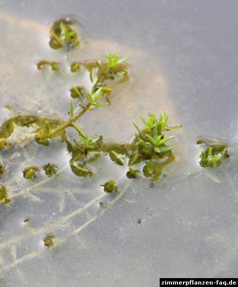 Crassula helmsii