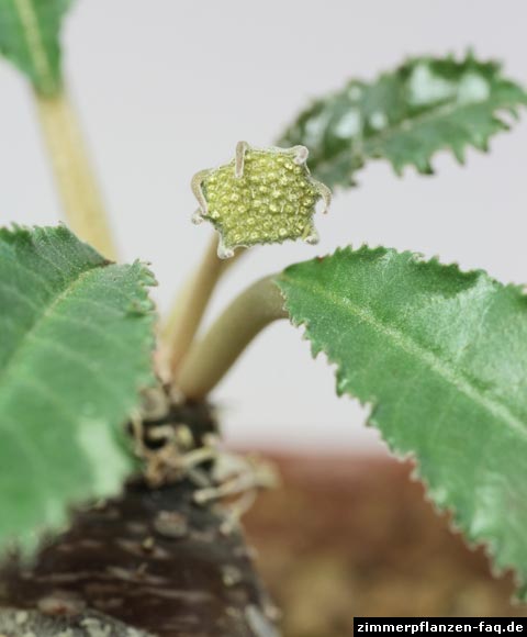 Dorstenia crispa var. crispa
