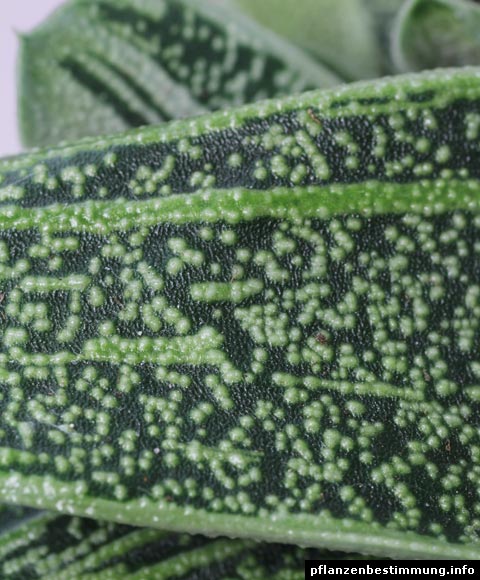 Gasteria Blatt