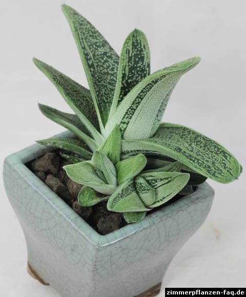 Gasteria Little Warty