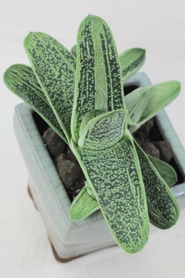 Gasteria Little Warty