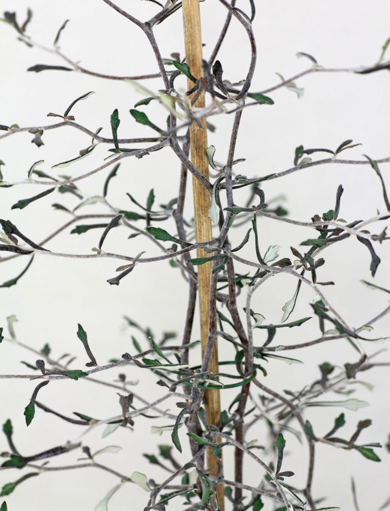 Zickzackstrauch (Corokia cotoneaster)