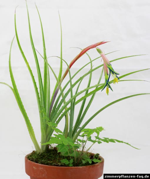 Billbergia nutans