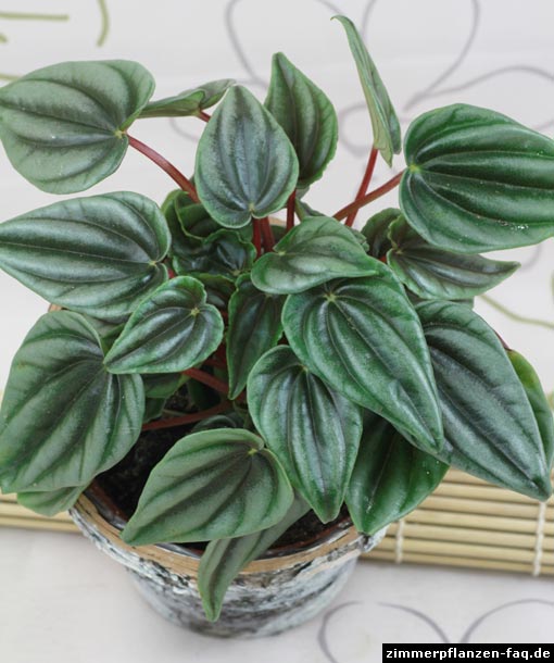 Peperomia marmorata