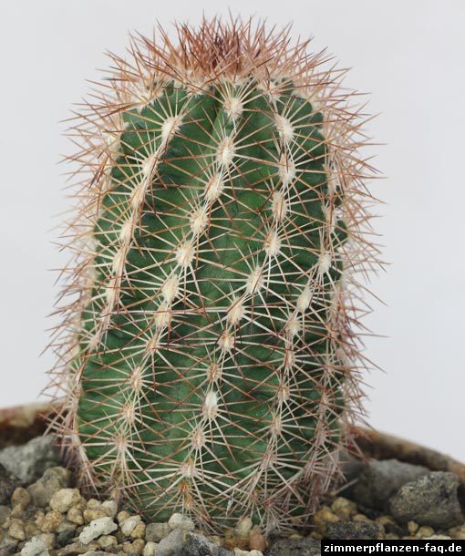 Echinocereus reichenbachii