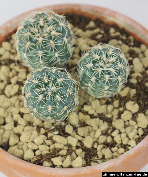 Gymnocalycium Substrat