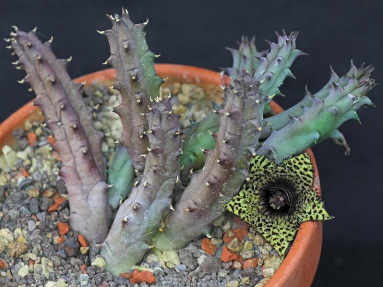 Aasblume (Huernia hystrix)