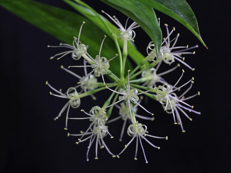 Dracaena surculosa