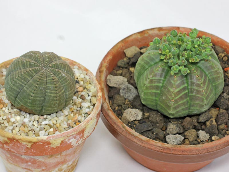 Euphorbia obesa (links) und Euphorbia meloformis