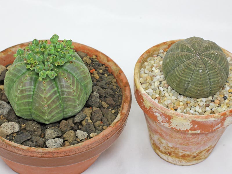 Euphorbia meloformis (links) und die Baseball-Wolfsmilch E. obesa (rechts)