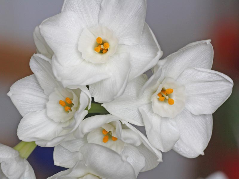 Narcissus Paperwhite