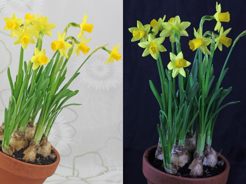 Narcissus "Tête à Tête" dürfte die populärste Topfnarzisse sein. Sie ist winterhart und eignet sich auch für den Garten.