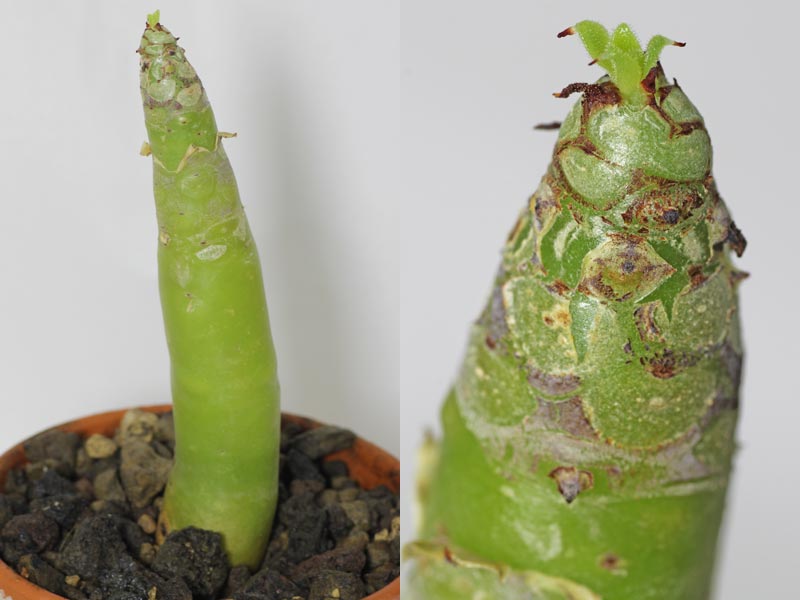 Tylecodon paniculatus
