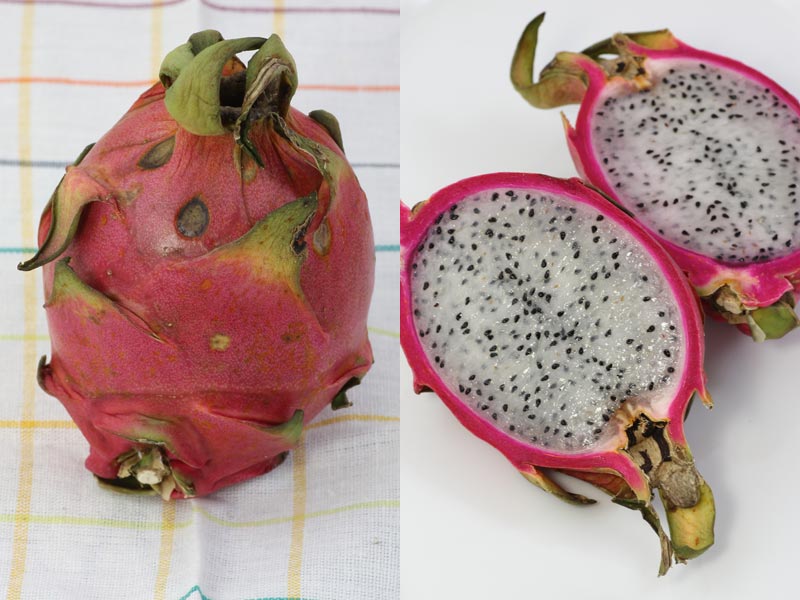 Kletterkaktus Hylocereus-undatus ✿ essbare Früchten ✿ Samen ✿ Auch als Bonsai 