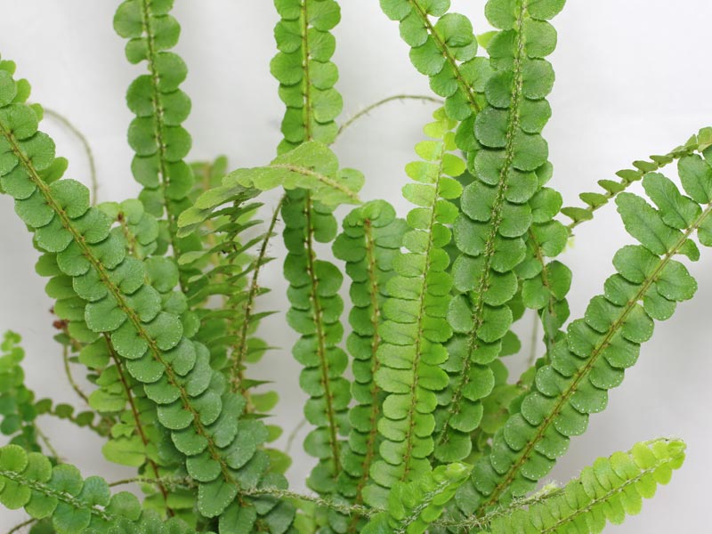 Nephrolepis cordifolia "Duffy"