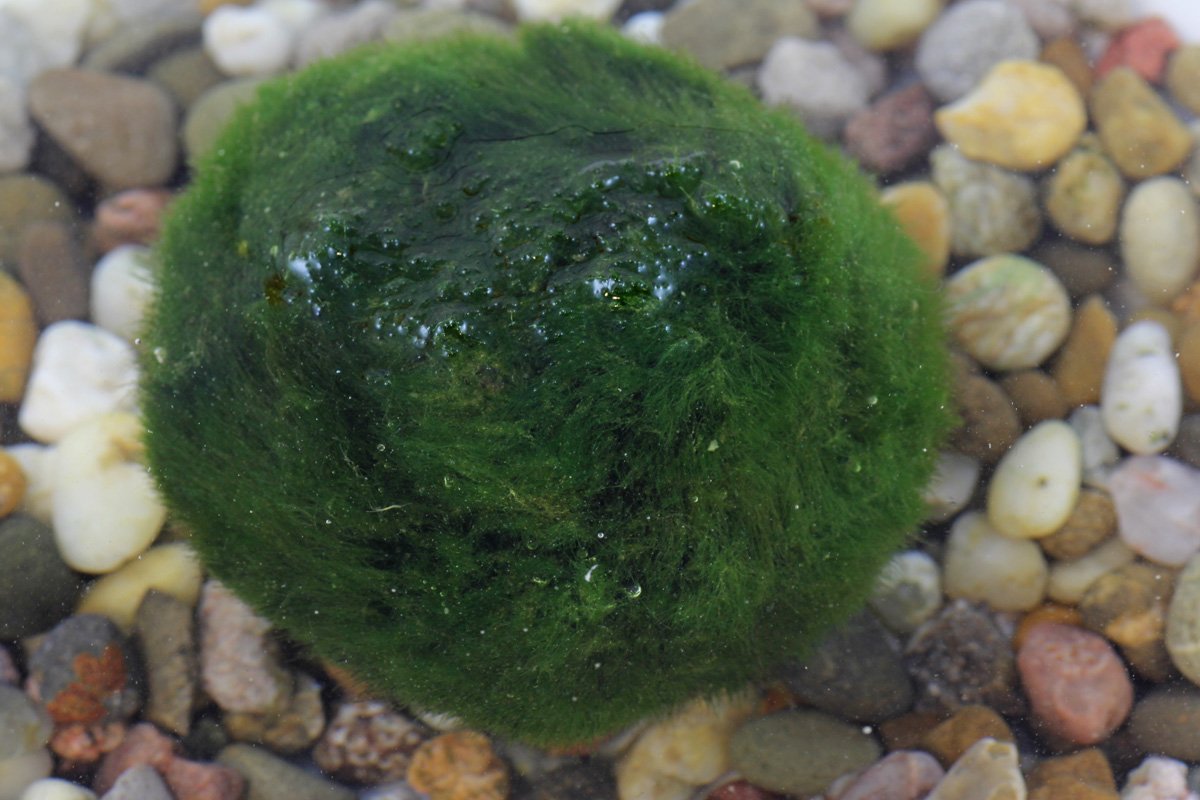 Aegagropila linnaei
