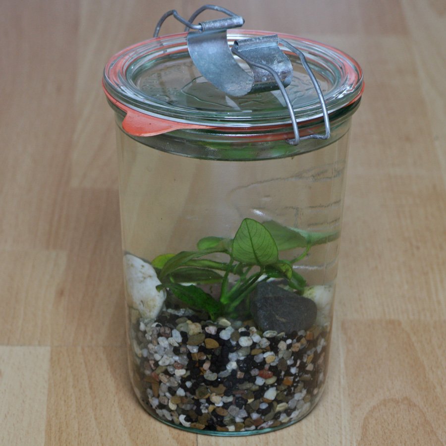 Anubias barteri nana