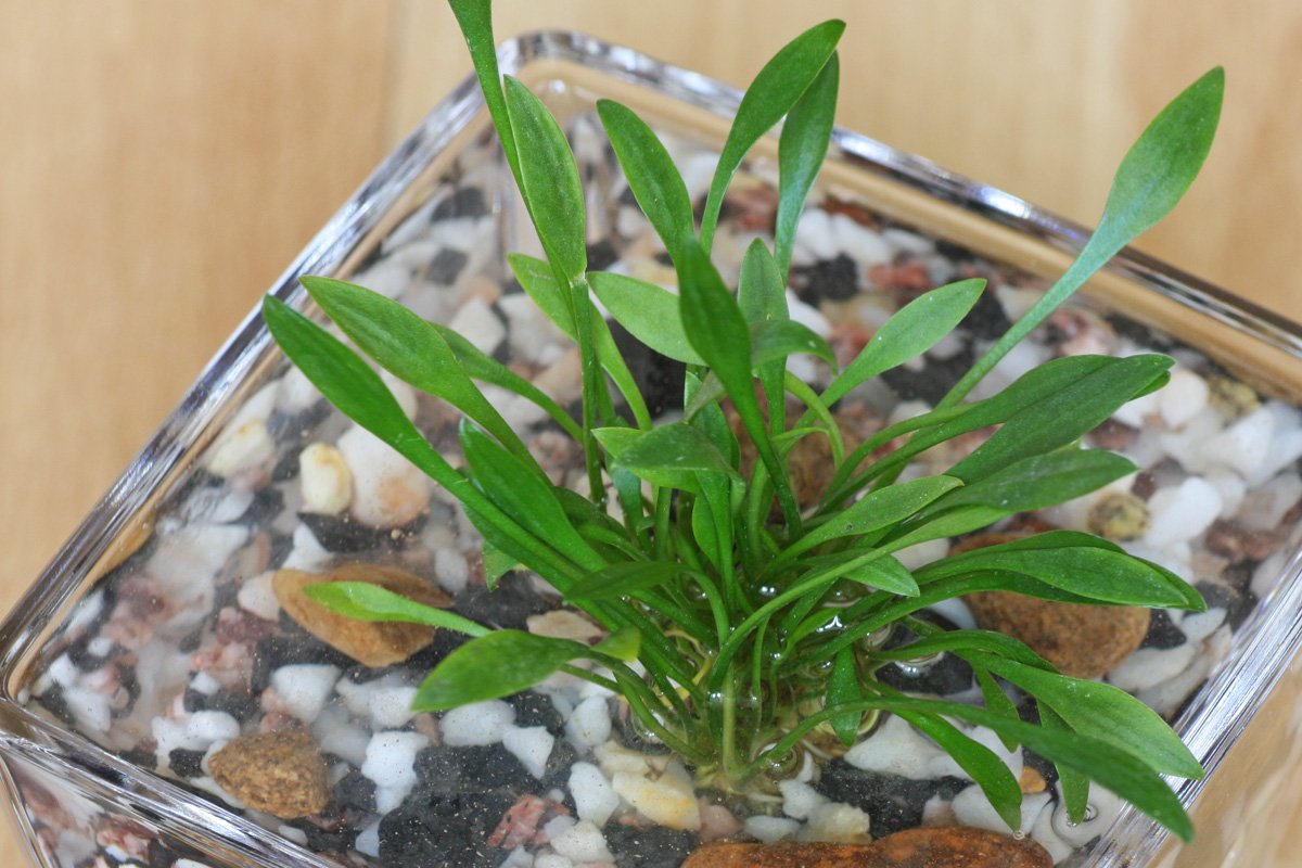 Cryptocoryne parva