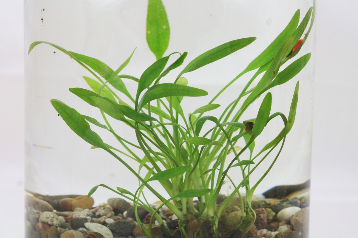 Helanthium tenellum