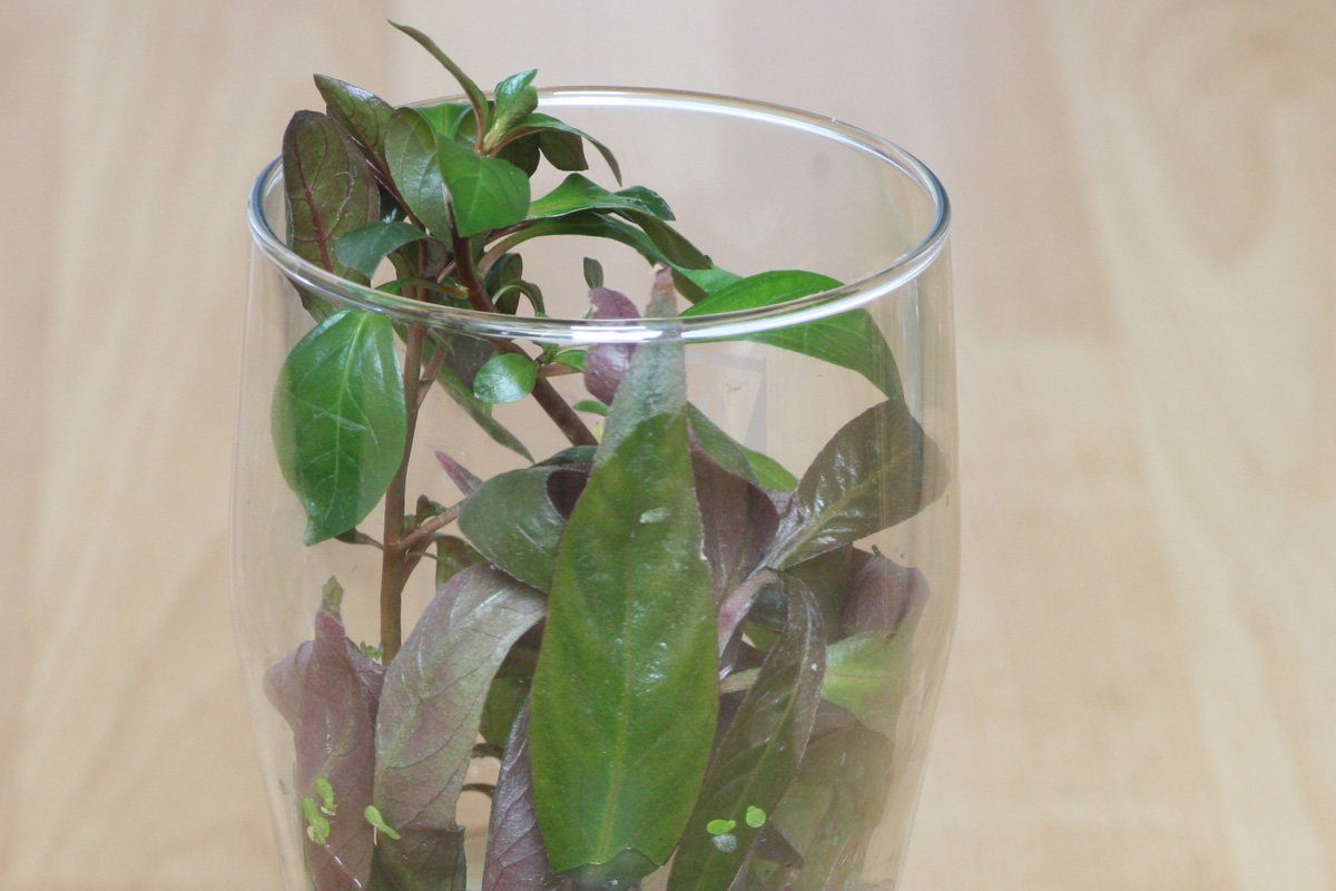 Ludwigia-repens