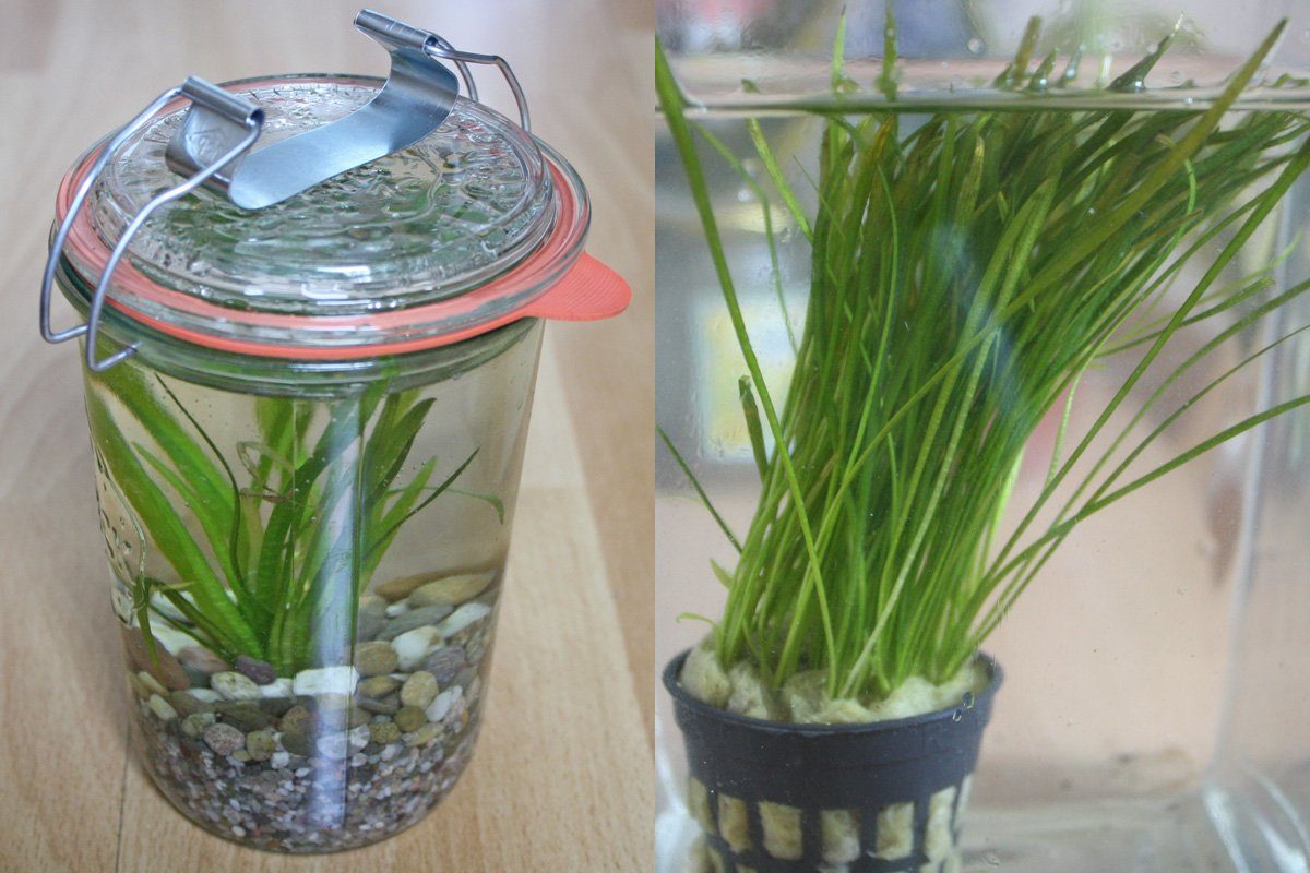 Sagittaria