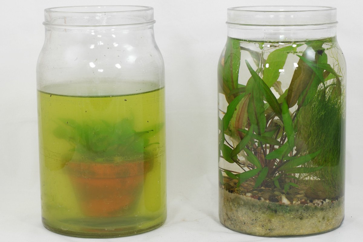 Wasserpflanzen im Glas