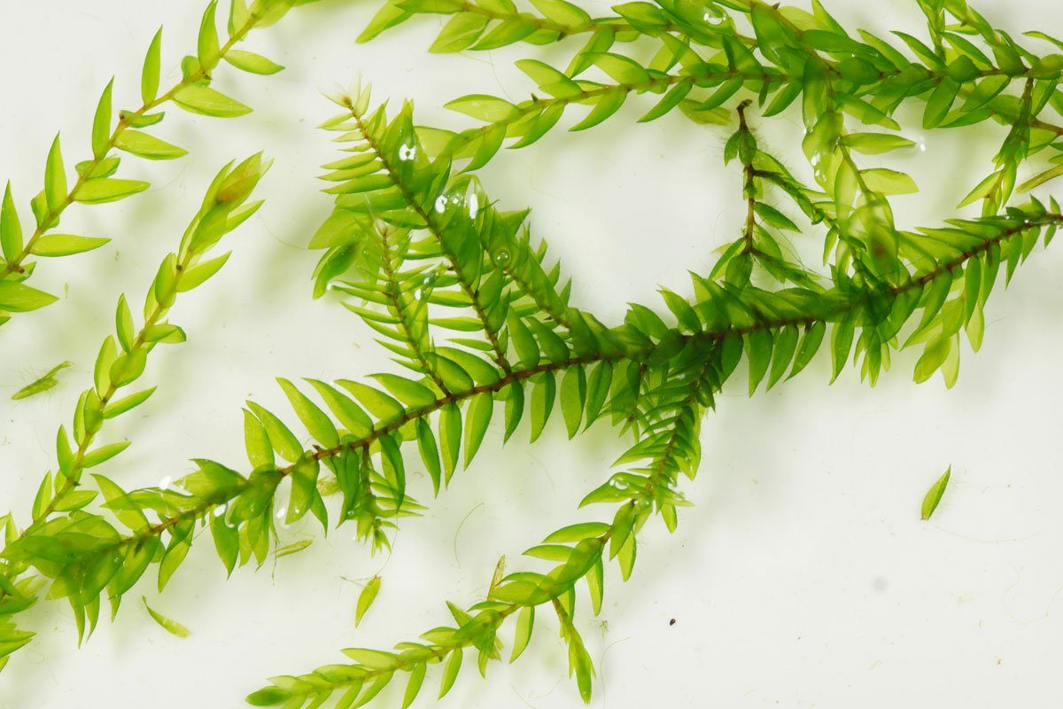 Fontinalis antipyretica