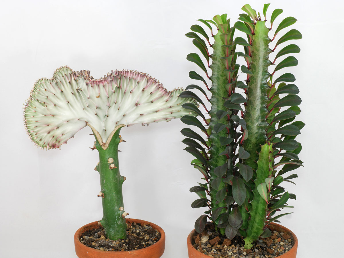 Euphorbia lactea Cristata und Euphorbia trigona Rubra