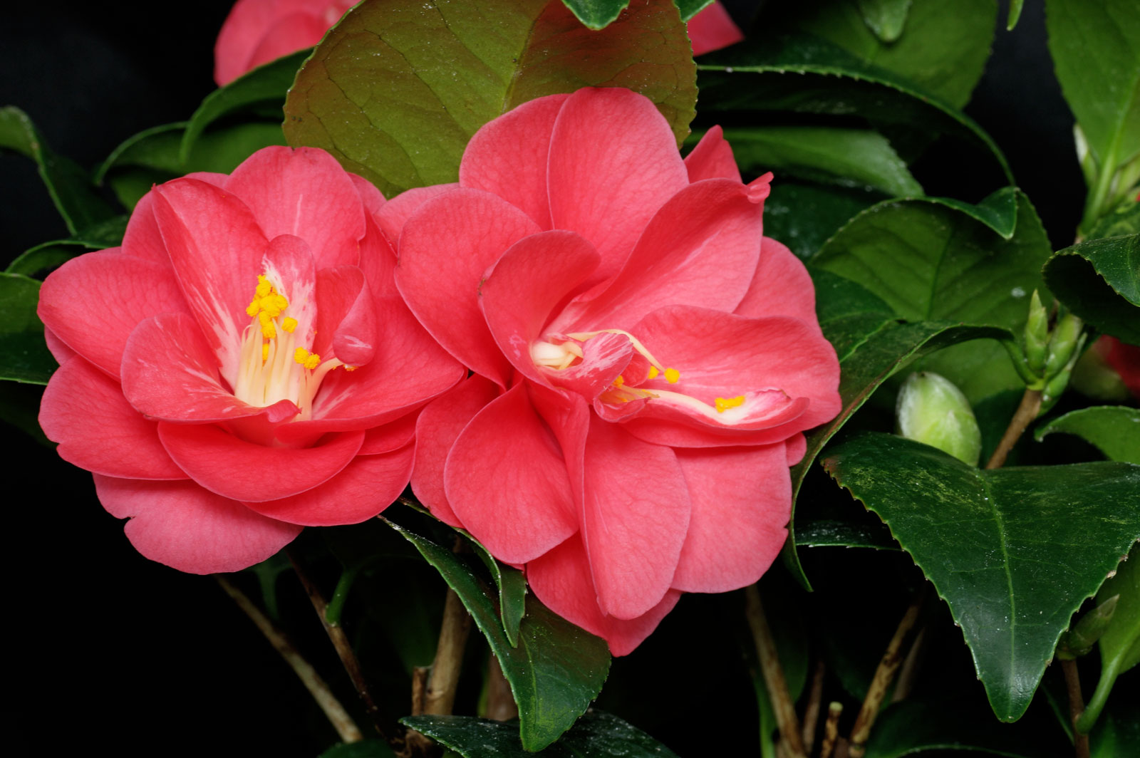 Camellia japonica Flame