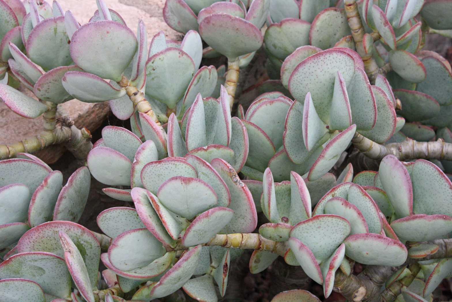 Pfennigbaum (Crassula arborescens)