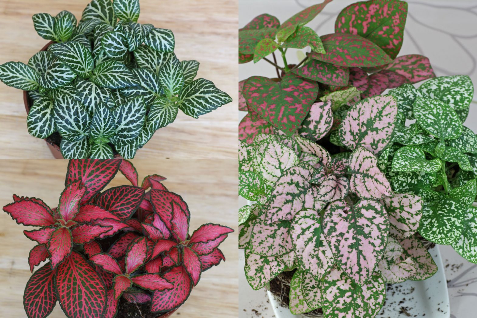 fittonie-fittonia-albivenis-verschaffeltii