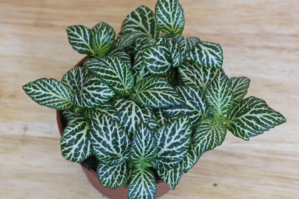 Fittonie (Fittonia albivenis / verschaffeltii)
