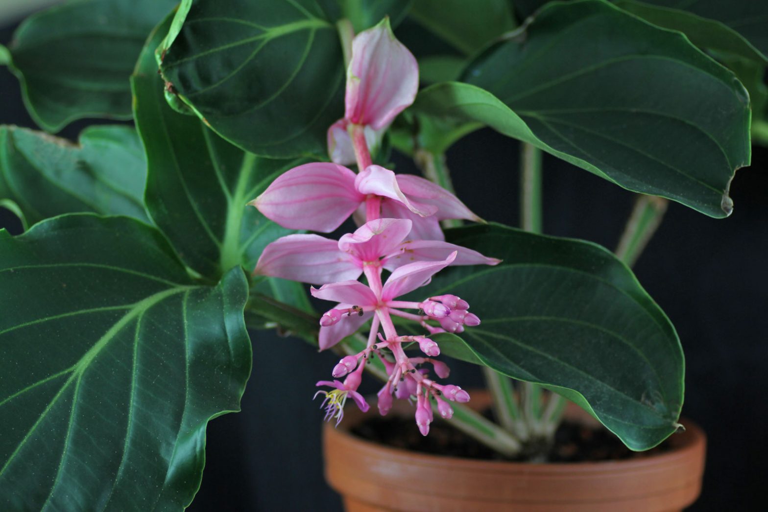 Medinilla Magnifica Pflegeanleitung