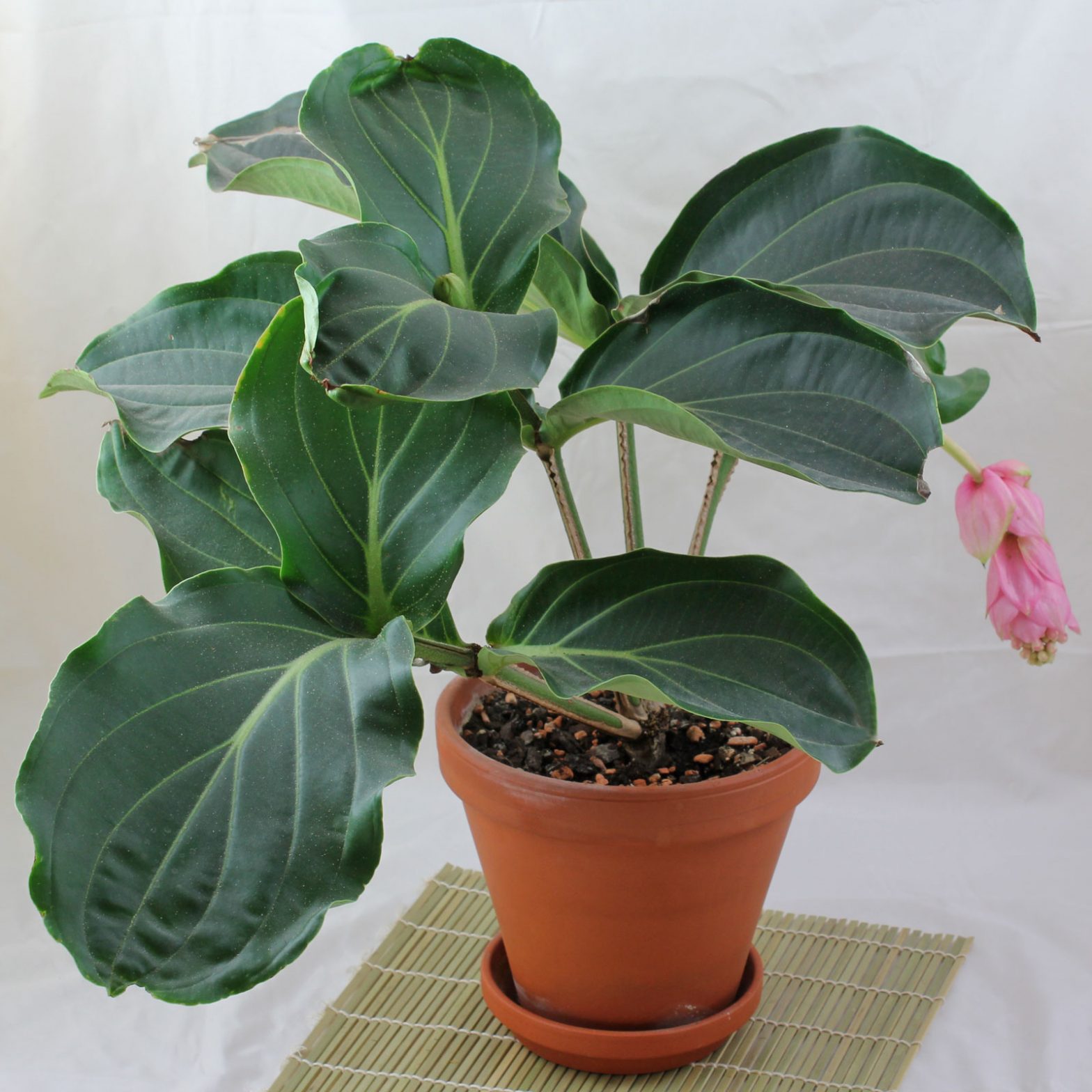 Medinilla magnifica (Medinille)