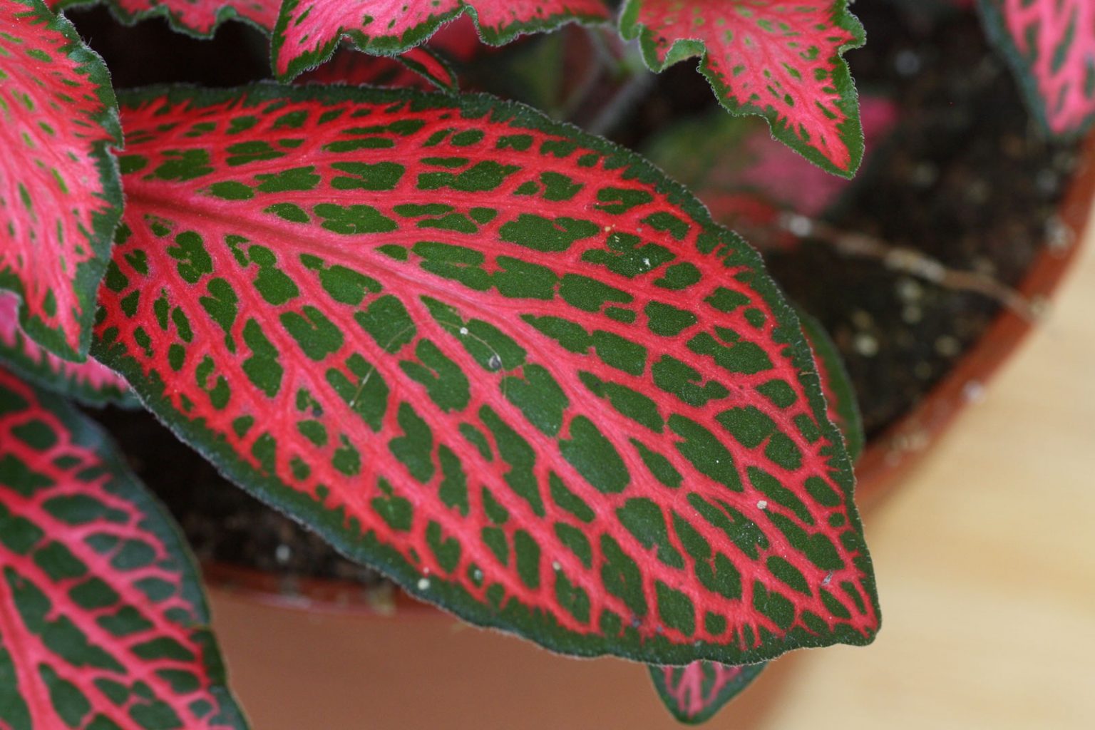 fittonie-fittonia-albivenis-verschaffeltii
