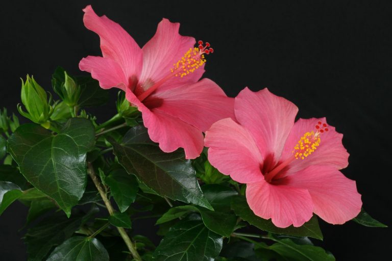 ZimmerHibiskus (Hibiscus rosasinensis)
