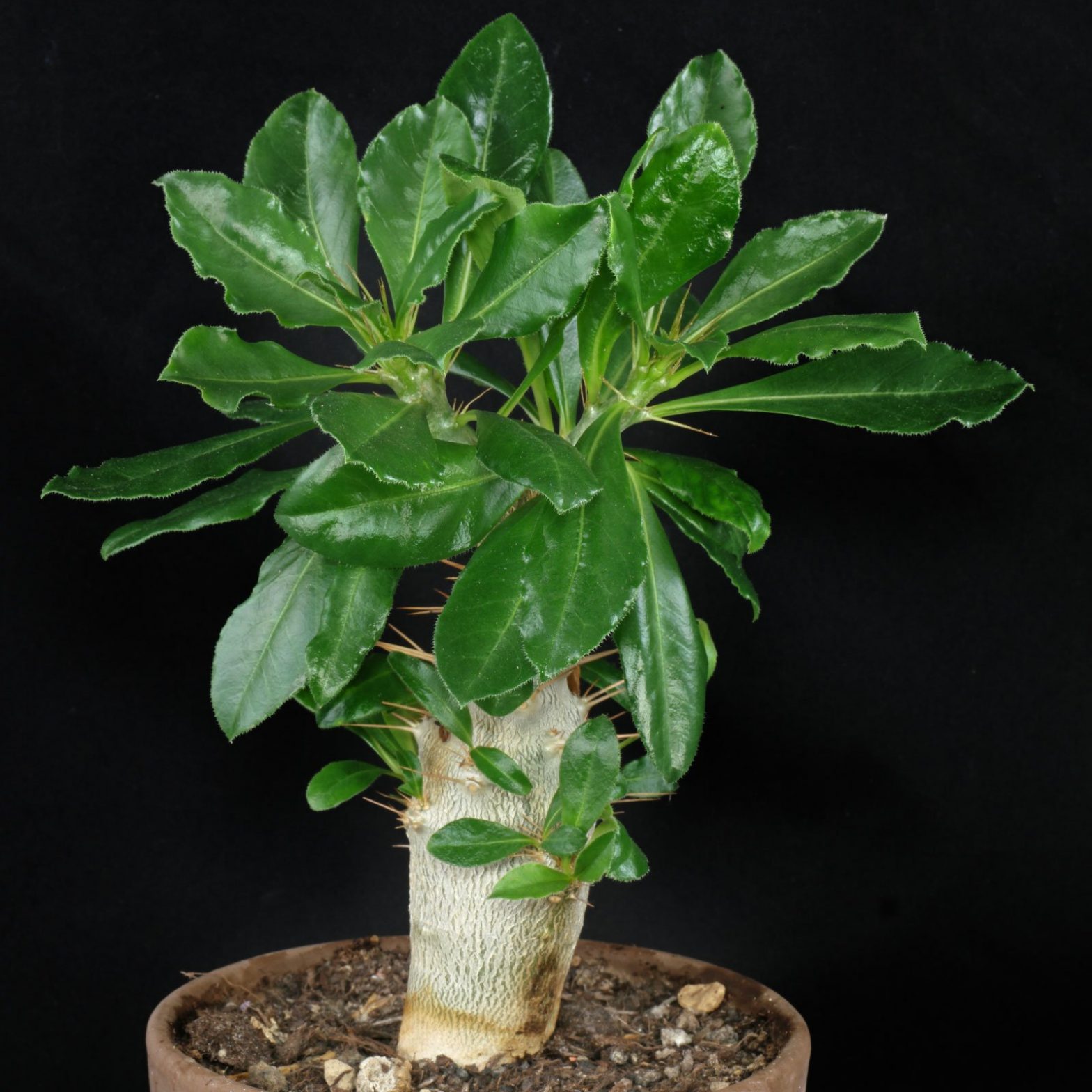 Pachypodium saundersii