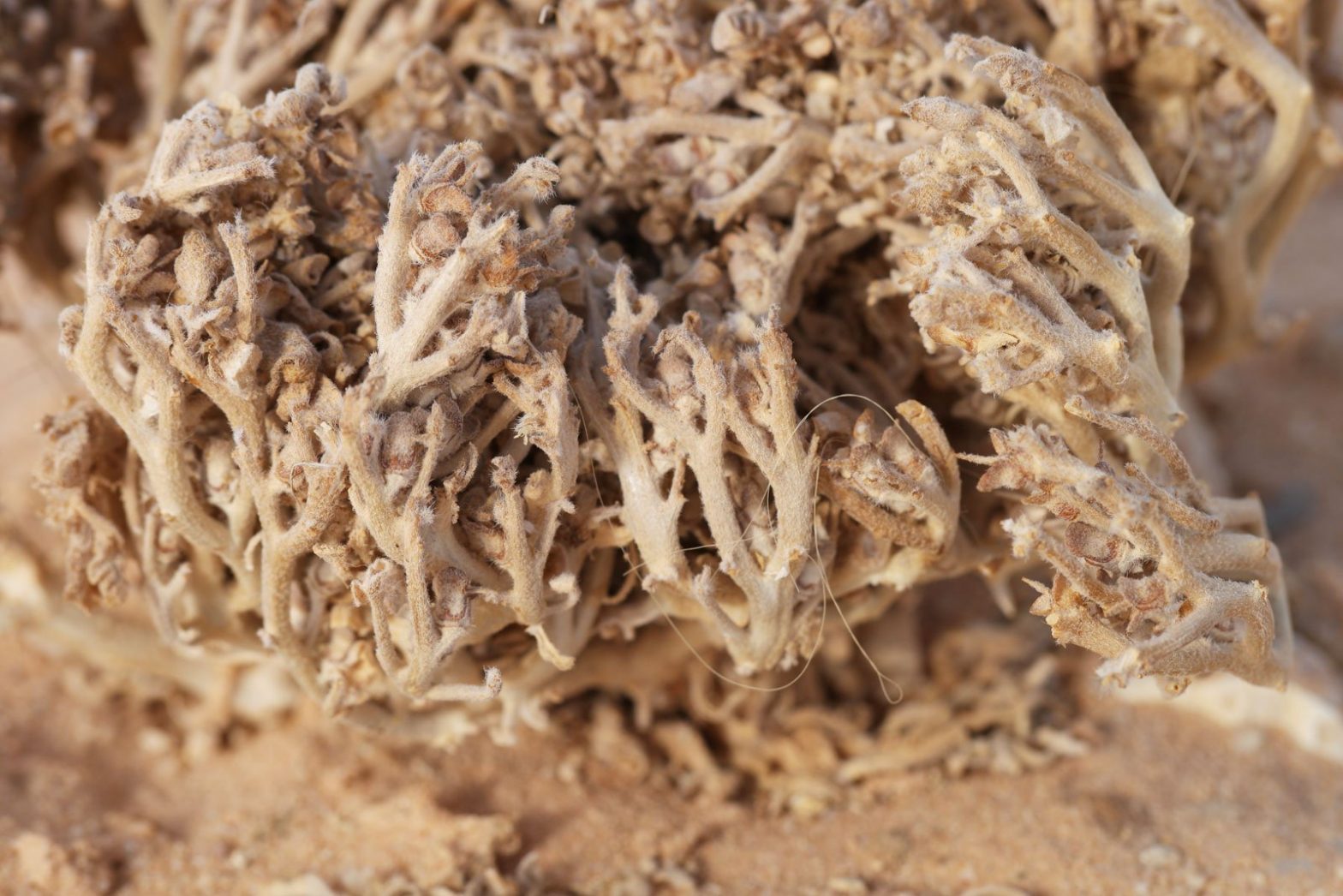 Rose Von Jericho Anastatica Hierochuntica rose-von-jericho-anastatica-hierochuntica