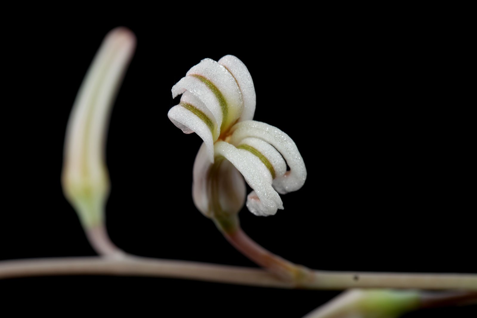 Haworthia cooperi Blüte