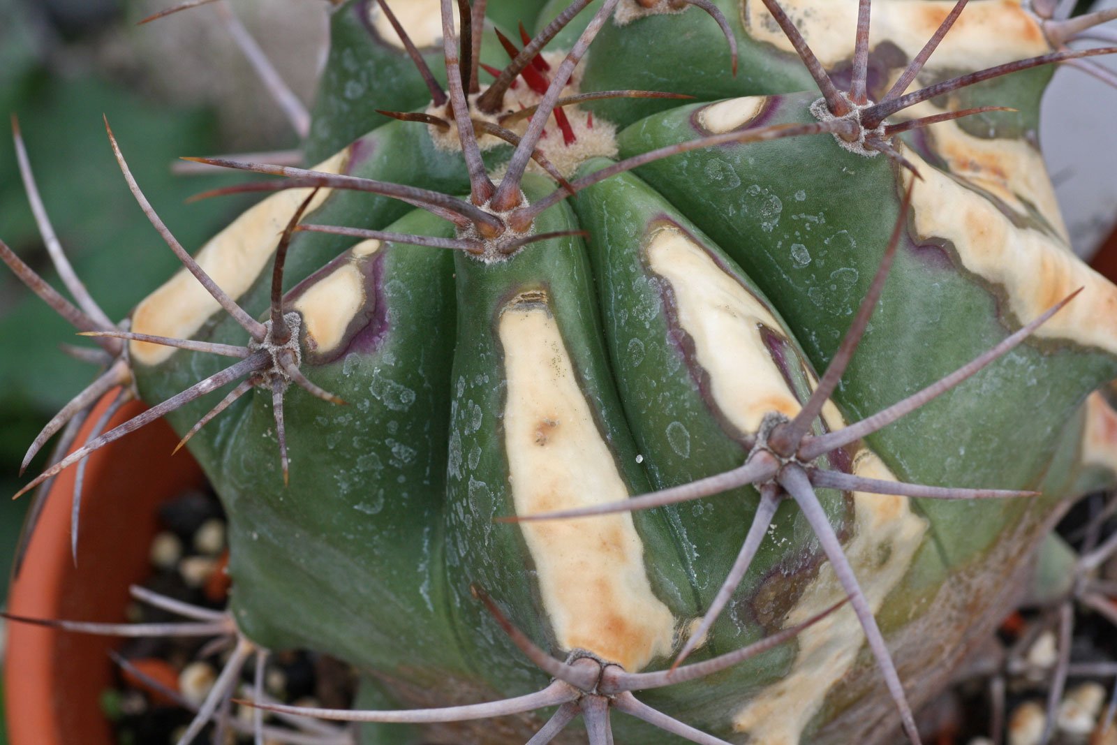 Echinocactus platyacanthus mit Sonnenbrand