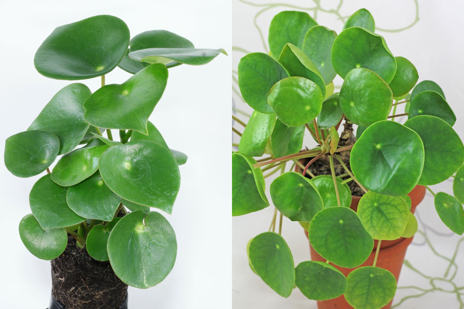 Peperomia-Pilea